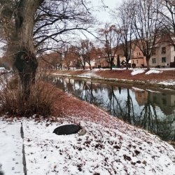 Zimní Metuje v Náchodě